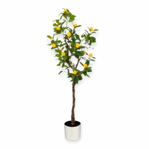 Albero Limone 254foglie 20frutti 135cm