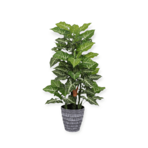 Pianta Monstera Point 85cm
