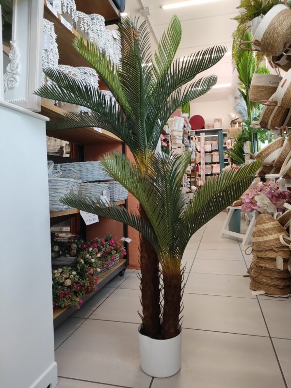 Pianta Doppia Cicas 125cm - immagine 4