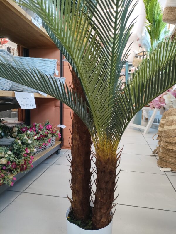 Pianta Doppia Cicas 125cm - immagine 5