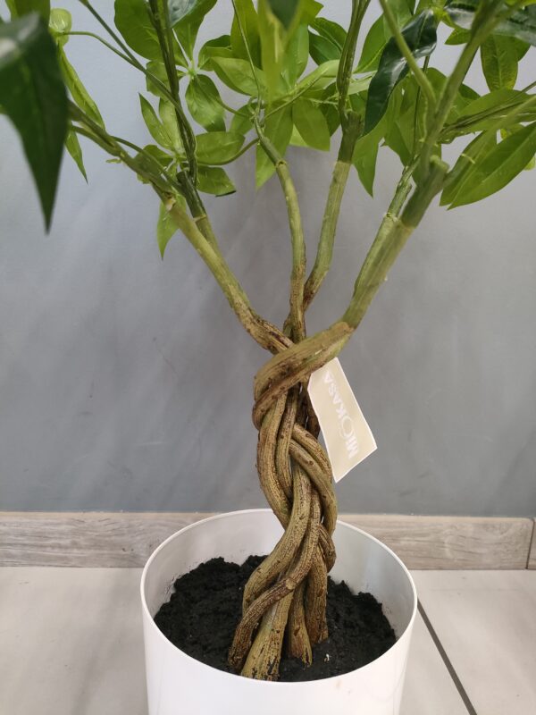 Pianta Tropicale Pachira Intrecciata H.65cm - immagine 4