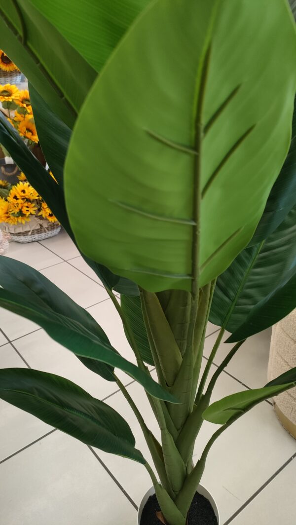 Pianta Tropical Diffenbachia 19 Foglie 120cm - immagine 4