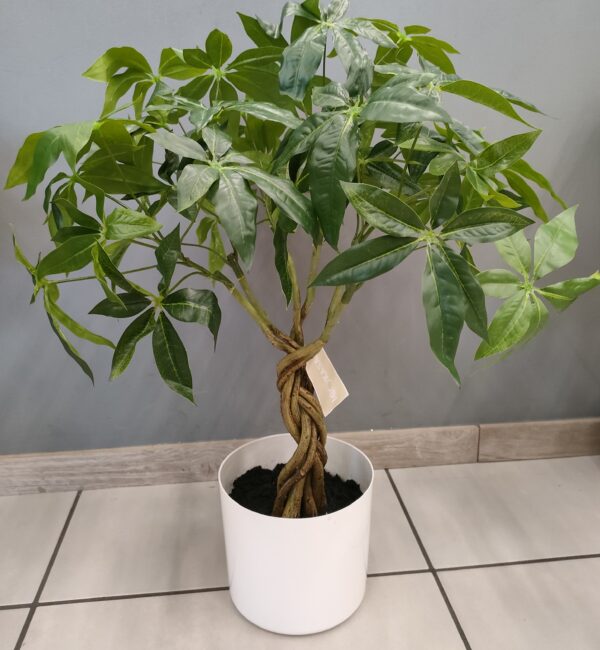 Pianta Tropicale Pachira Intrecciata H.65cm - immagine 3