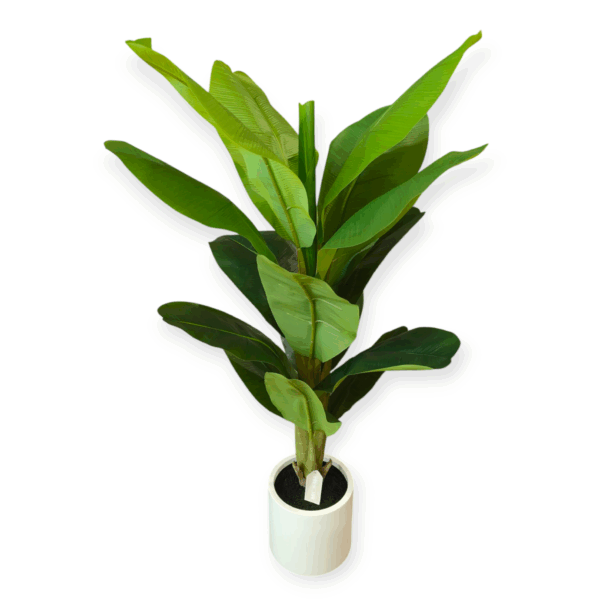 Pianta Banano 16 Foglie 120cm - immagine 2