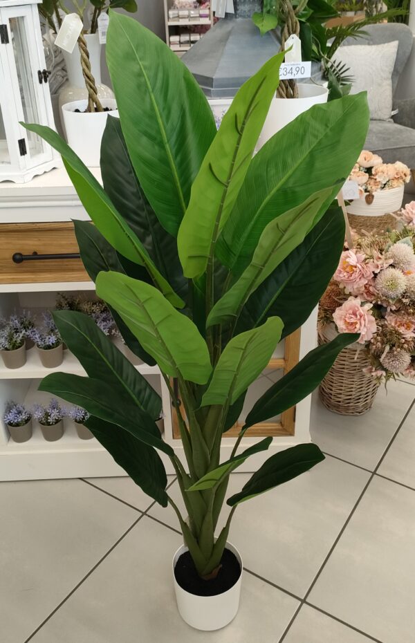 Pianta Tropical Diffenbachia 19 Foglie 120cm - immagine 2