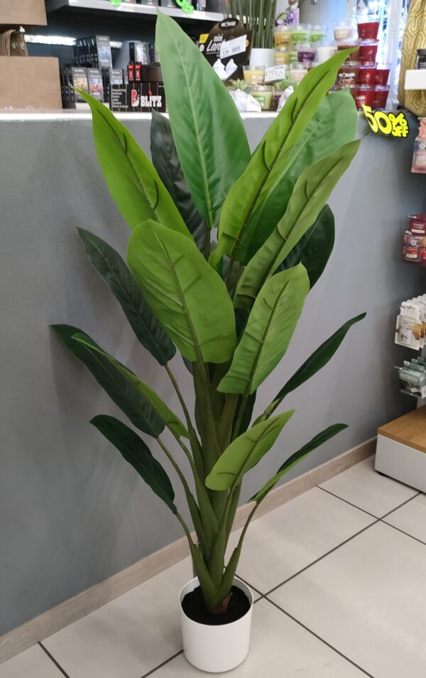 Pianta Tropical Diffenbachia 19 Foglie 120cm - immagine 3