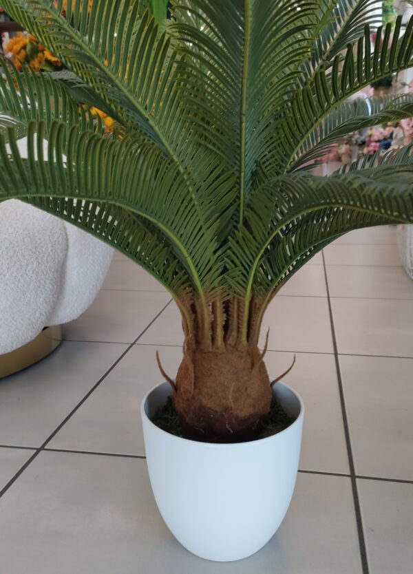 Pianta Cycas 72cm - immagine 3