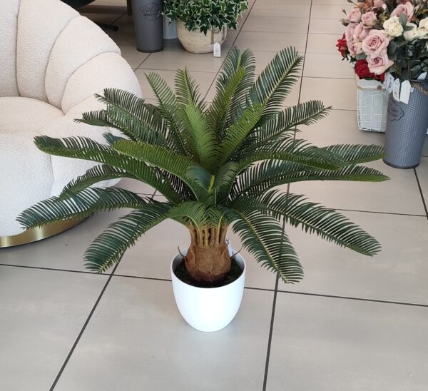 Pianta Cycas 72cm - immagine 2