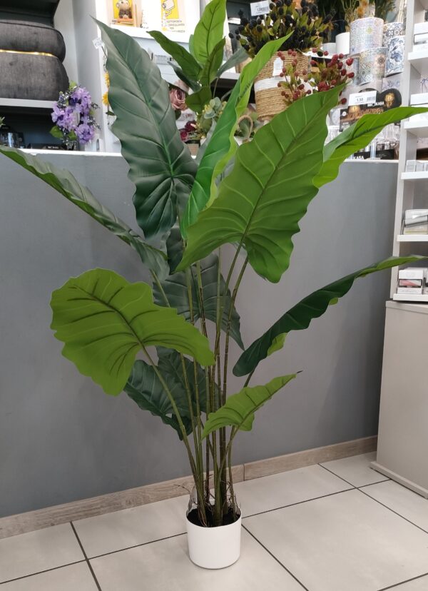 Pianta Alocasia 125cm - immagine 4