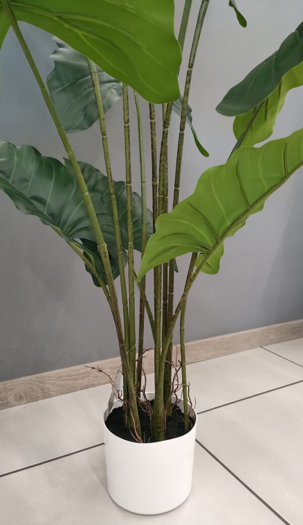 Pianta Alocasia 125cm - immagine 3