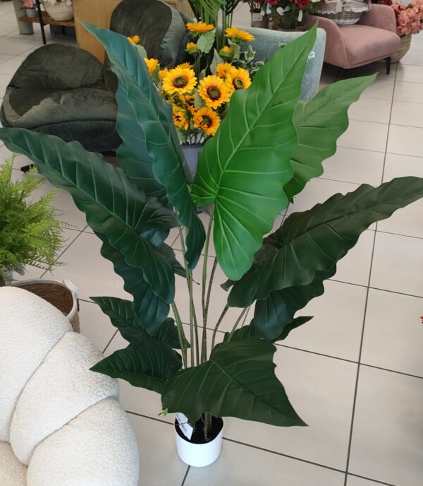 Pianta Alocasia 125cm - immagine 5