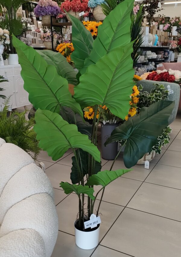 Pianta Alocasia 125cm - immagine 2