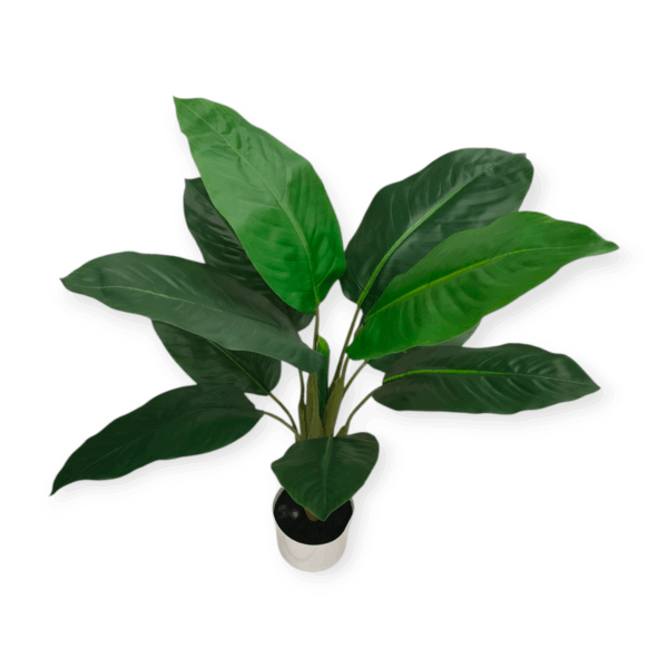 Pianta Tropical Diffenbachia 11 Foglie 90cm - immagine 2