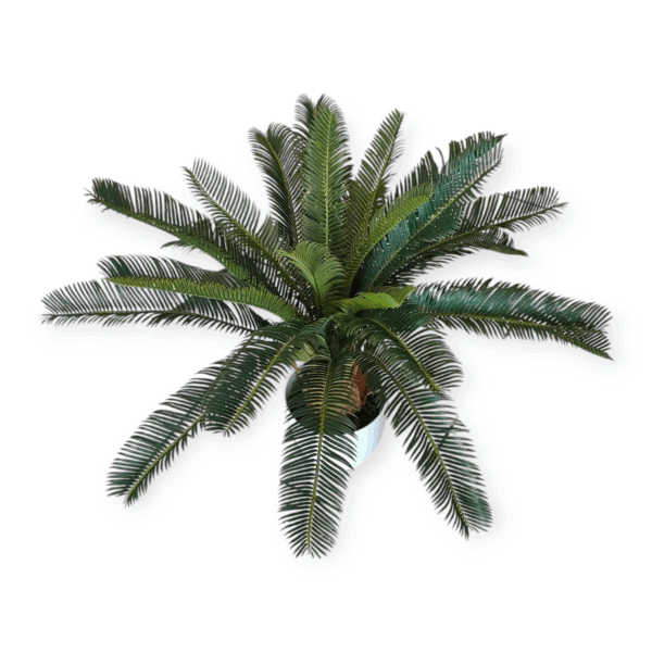 Pianta Cycas 72cm - immagine 4