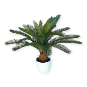 Pianta Cycas 72cm