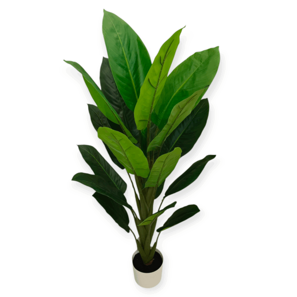 Pianta Tropical Diffenbachia 19 Foglie 120cm
