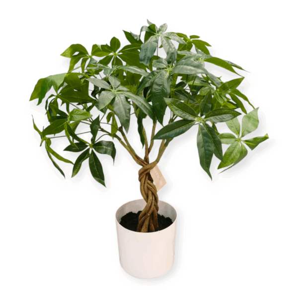Pianta Tropicale Pachira Intrecciata H.65cm - immagine 2