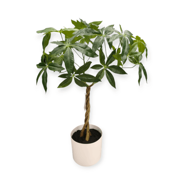 Pianta Tropicale Pachira Intrecciata H.60cm - immagine 2