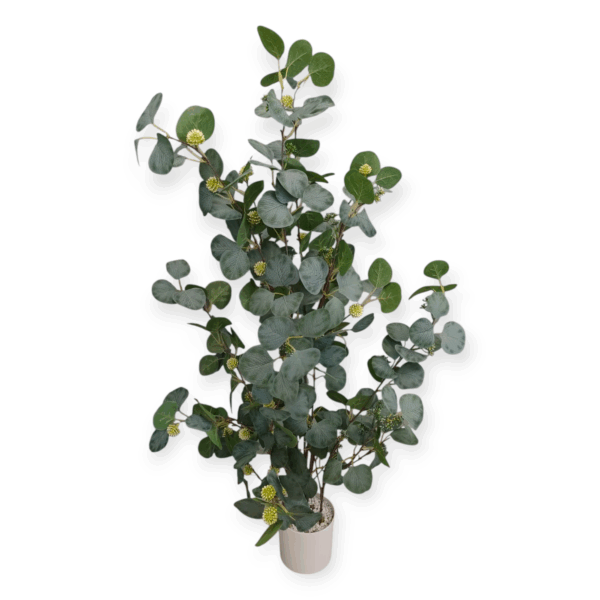 Pianta Eucalipto Fiorellini 115cm - immagine 2