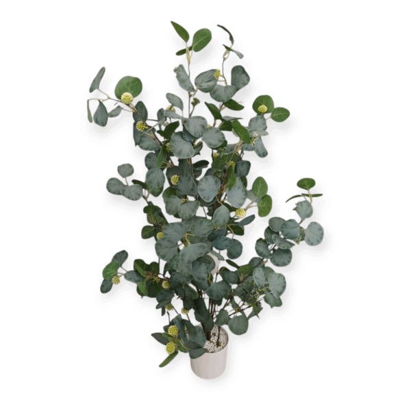Pianta Eucalipto Fiorellini 115cm - immagine 3