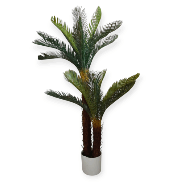 Pianta Doppia Cicas 125cm - immagine 2