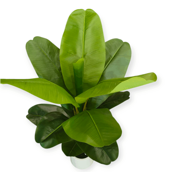 Pianta Banano 16 Foglie 120cm - immagine 3