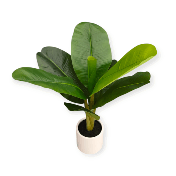 Pianta Banano 8 Foglie 75cm - immagine 2
