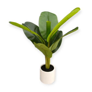 Pianta Banano 8 Foglie 75cm