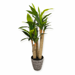 Vaso Draceba 58 Foglie 85cm