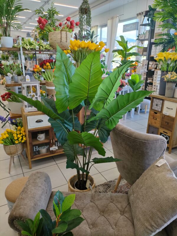 Pianta Alocasia 125cm - immagine 5