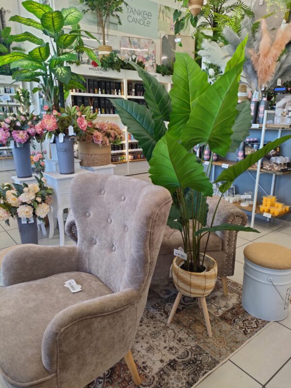Pianta Alocasia 125cm - immagine 4