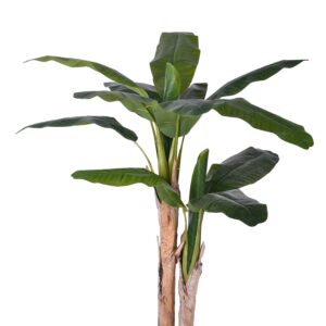 BANANO X 2 135 CM 10 F. C/VASO