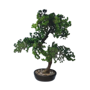 Bonsai Paceful 49cm