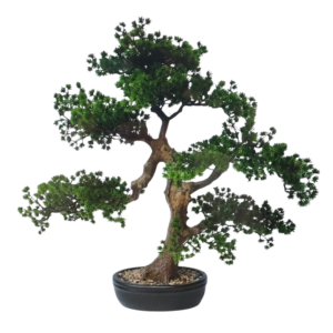 Bonsai Paceful 60cm