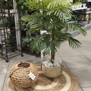 Palma Jungle in vaso H.100cm