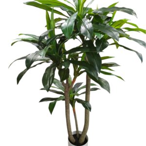 Pianta Dracena 7 rami 100 foglie H.155cm