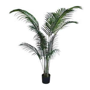 Palma Green in Vaso 13Foglie H.153cm