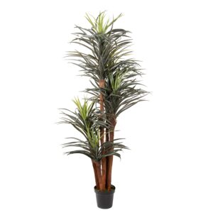 NOLINA 175 CM RECURVATA C/VASO