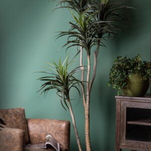 NOLINA RECURVATA H.210 CM