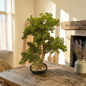 Bonsai Paceful 83cm