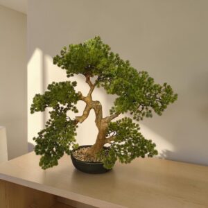 Bonsai Paceful 60cm