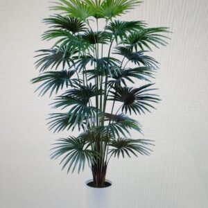Palma Ventaglio Real Touch H.220cm