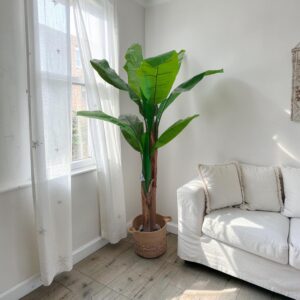 Banano Tropical Forest H.160cm
